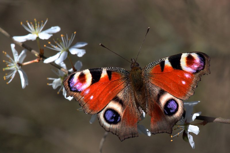 Blackthorn photo 7