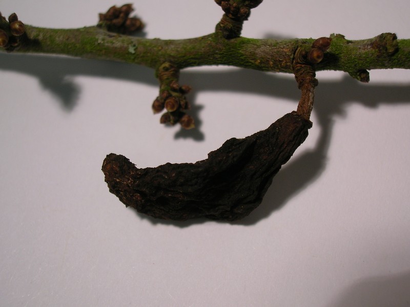 Blackthorn photo 8
