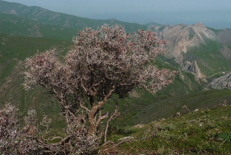 Prunus spinosissima
