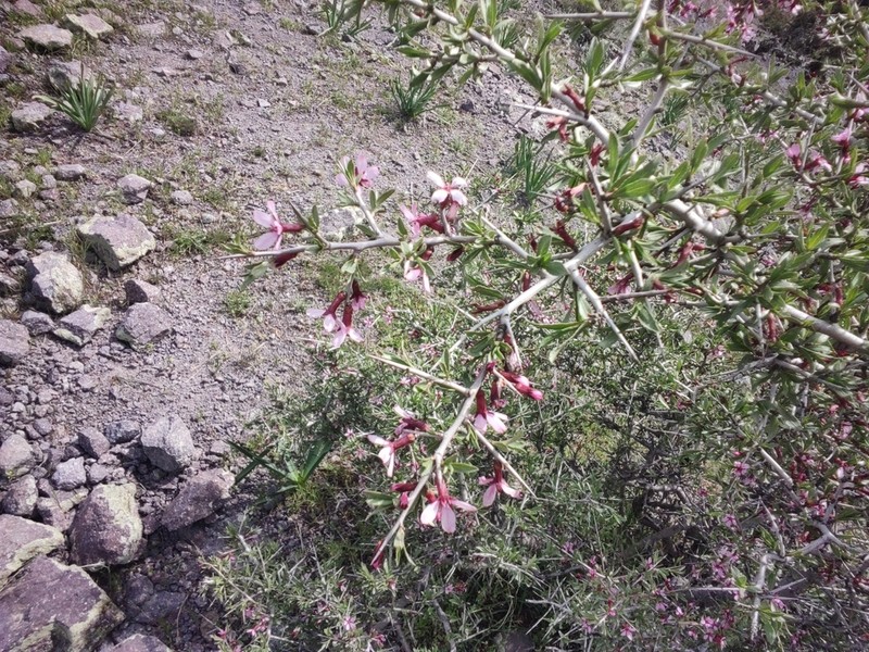 Prunus spinosissima photo 2