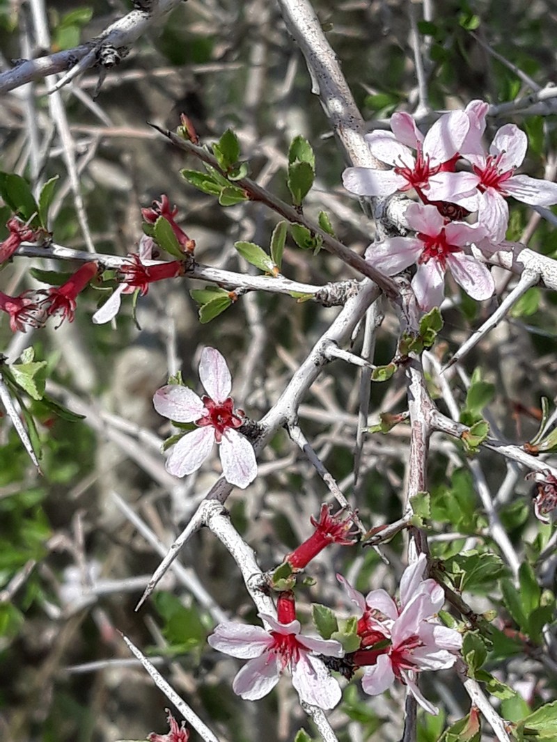 Prunus spinosissima photo 3