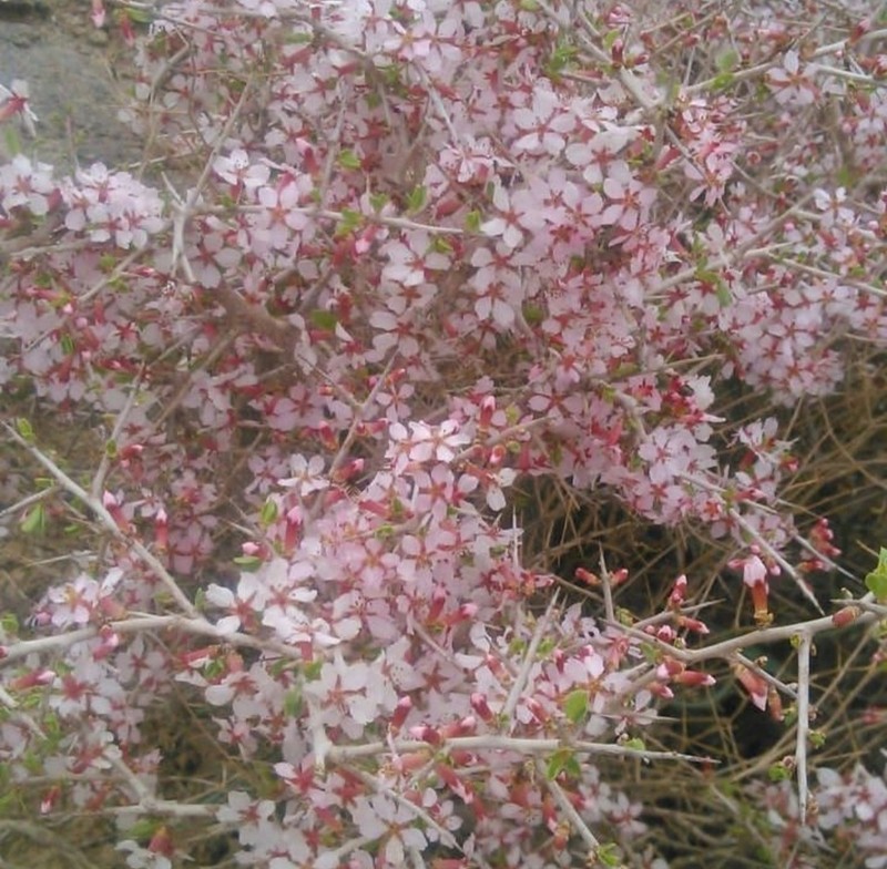 Prunus spinosissima photo 4