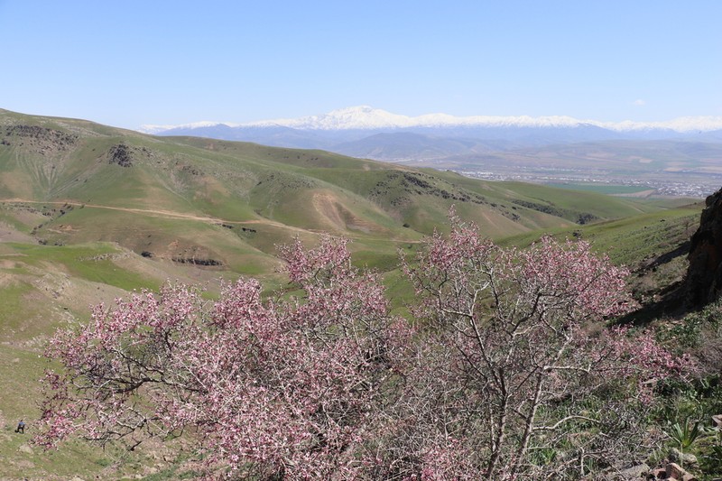 Prunus spinosissima photo 5