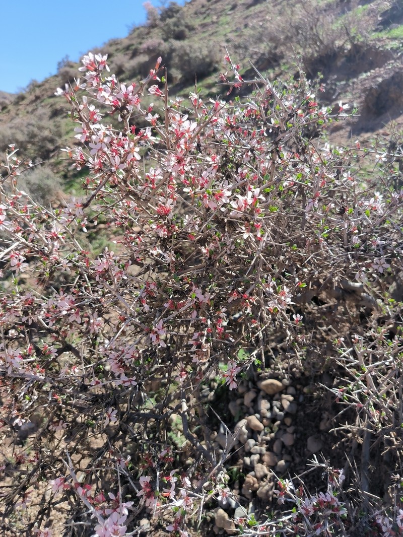 Prunus spinosissima photo 6