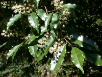 Prunus spinulosa