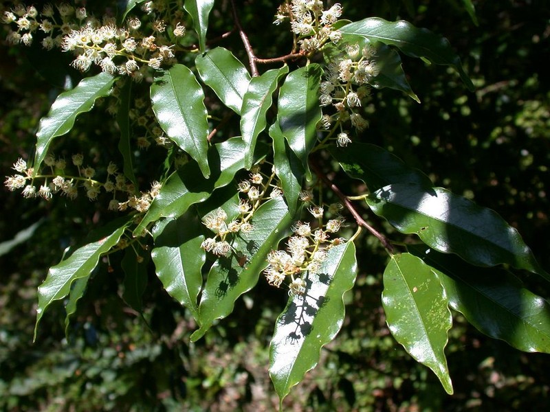 Prunus spinulosa
