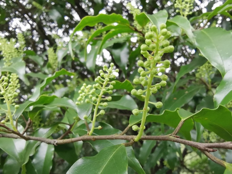 Prunus spinulosa photo 2