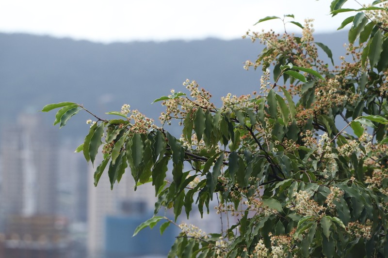 Prunus spinulosa photo 3