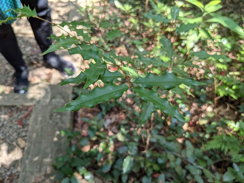 Prunus spinulosa photo 4