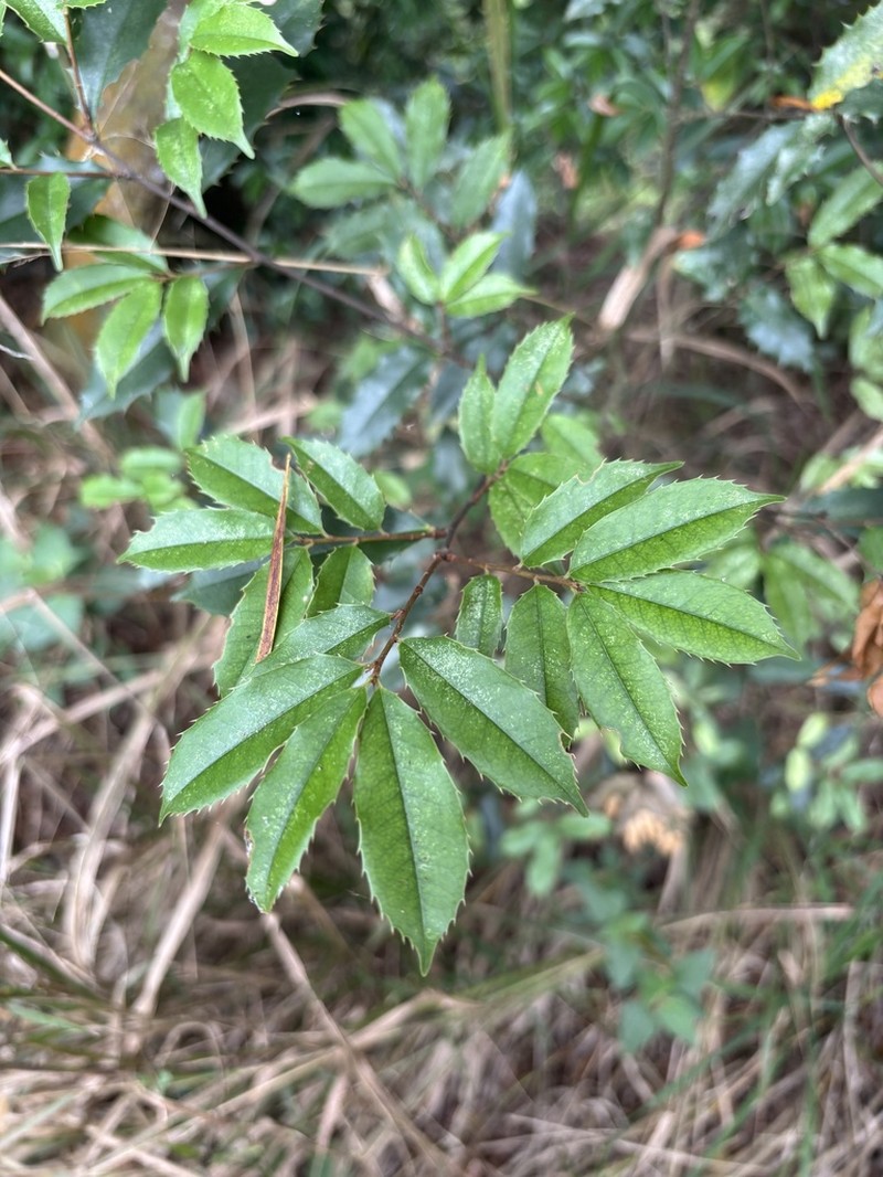 Prunus spinulosa photo 5