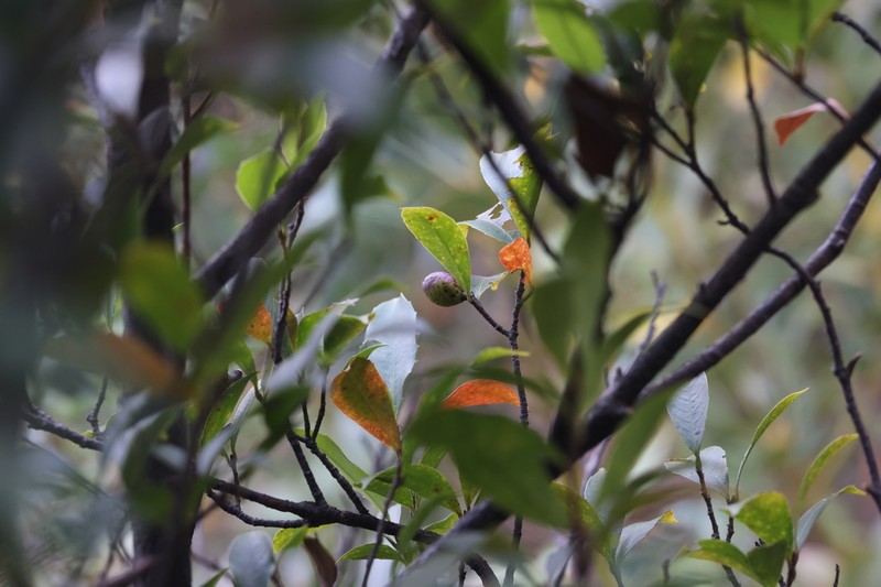 Prunus spinulosa photo 6