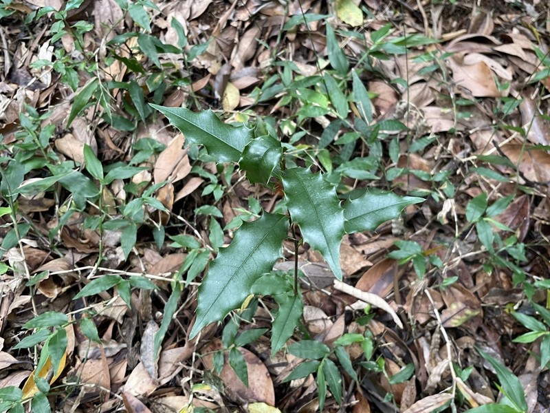 Prunus spinulosa photo 7