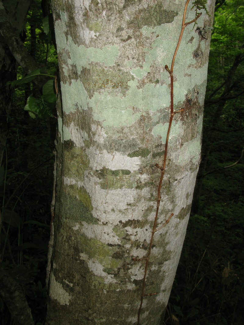 Prunus ssiori photo 2