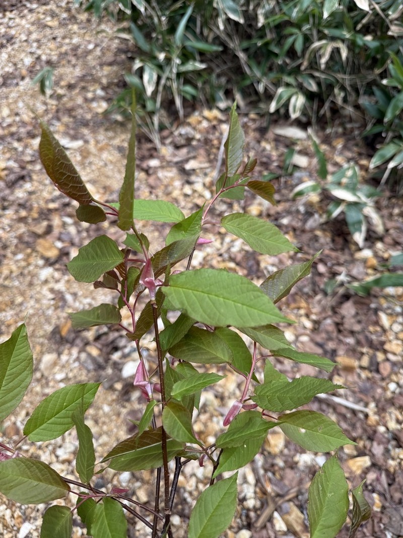 Prunus ssiori photo 3