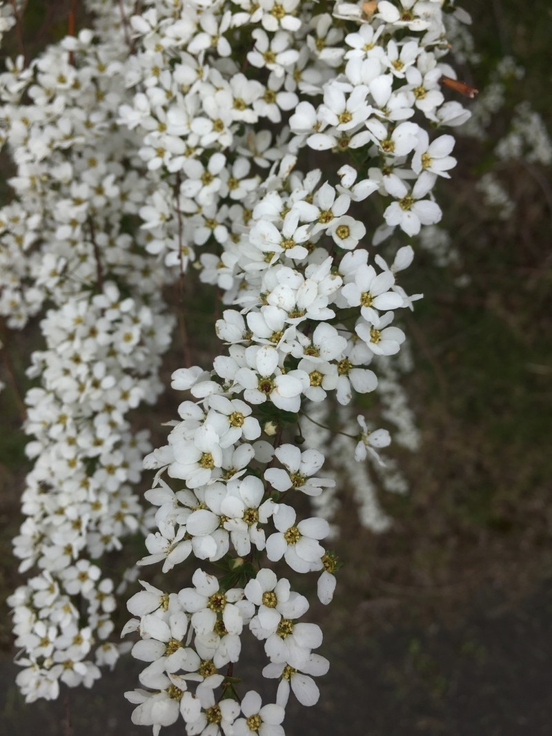 Prunus ssiori photo 4