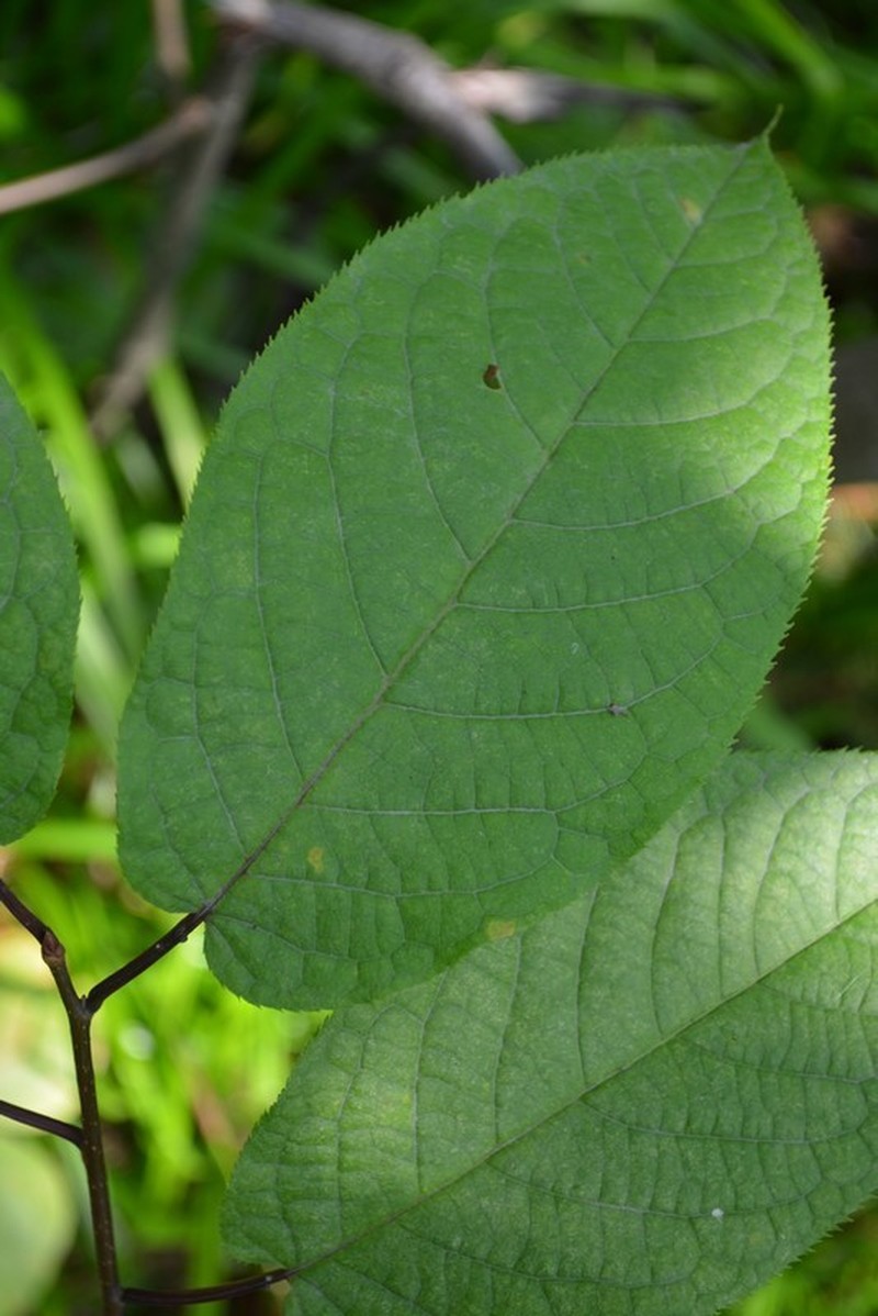 Prunus ssiori photo 5