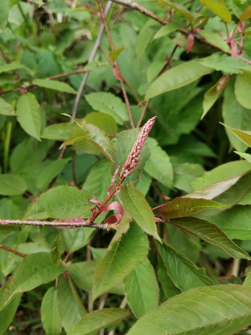 Prunus ssiori photo 6