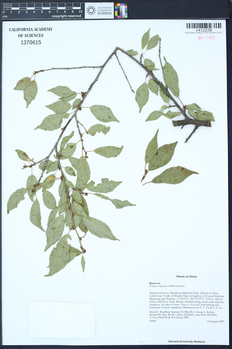Prunus stipulacea