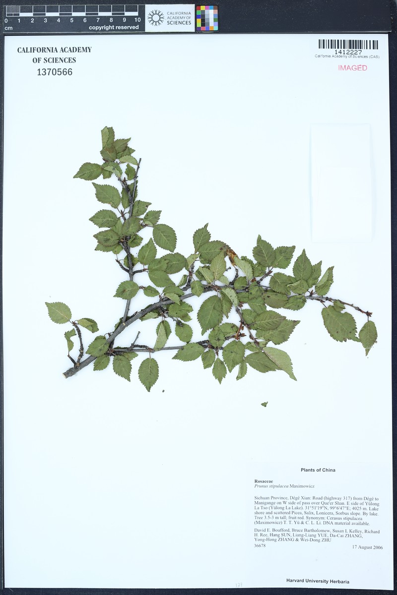 Prunus stipulacea photo 2