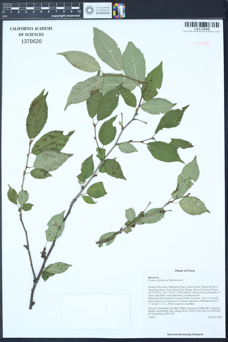 Prunus stipulacea photo 3