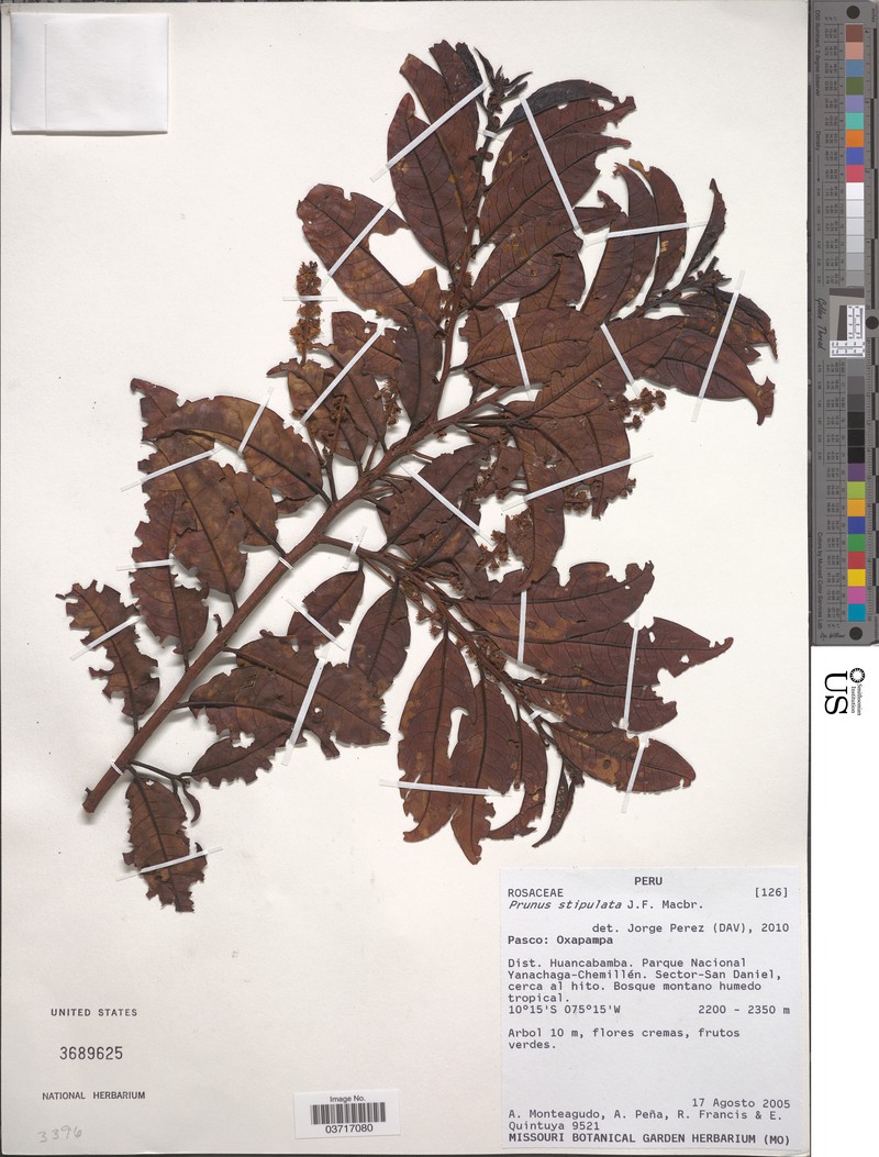 Prunus stipulacea photo 4