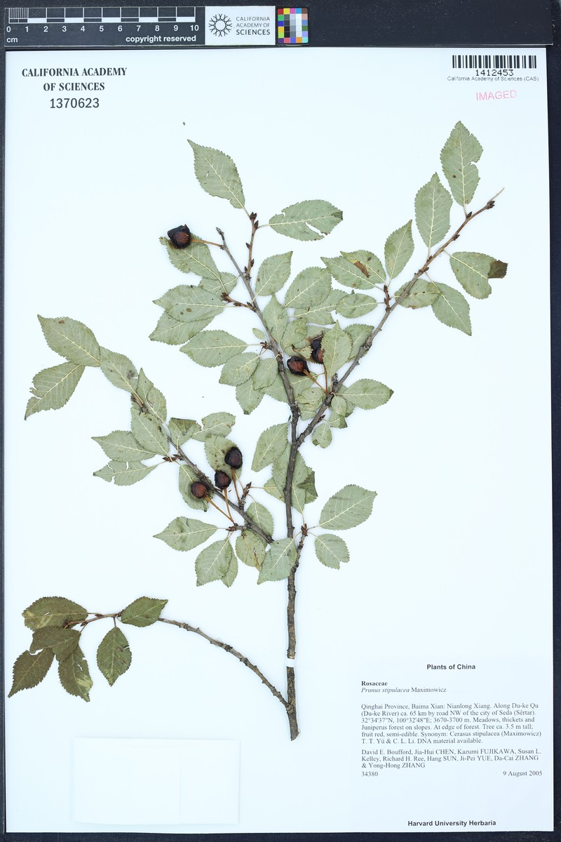 Prunus stipulacea photo 5