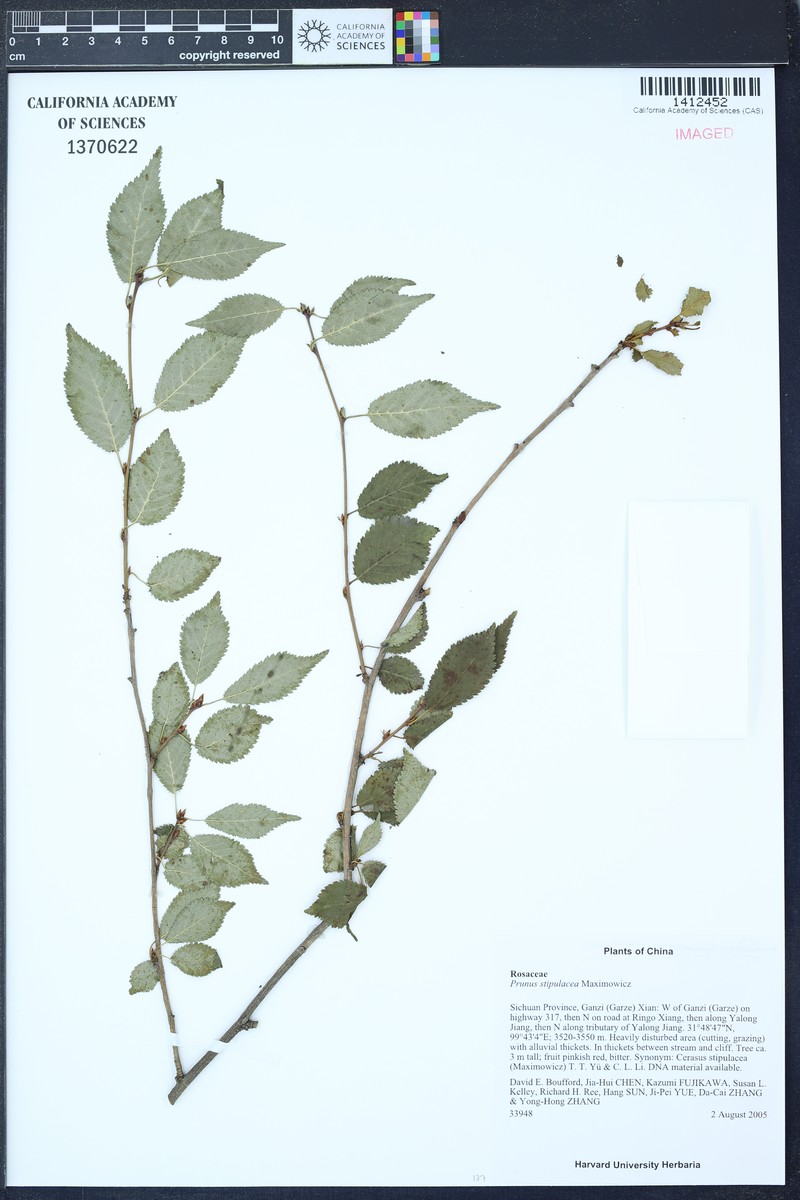 Prunus stipulacea photo 6