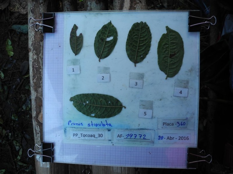 Prunus stipulata