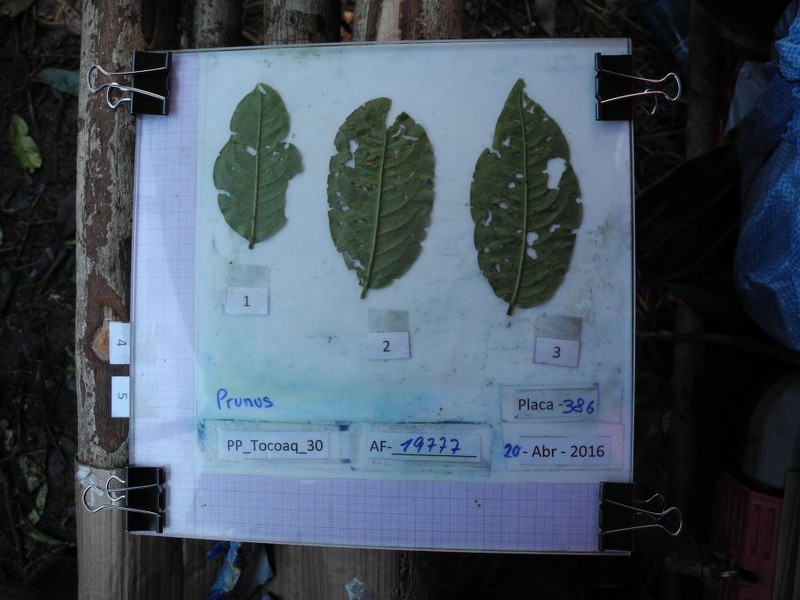 Prunus stipulata photo 2