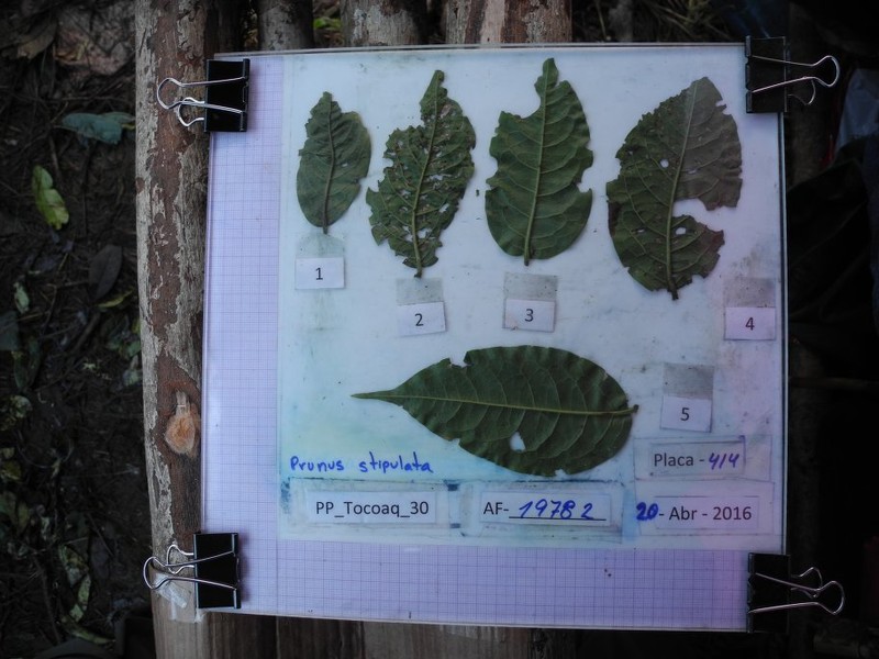 Prunus stipulata photo 3