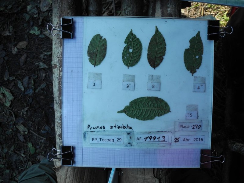 Prunus stipulata photo 4