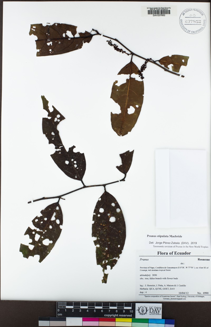 Prunus stipulata photo 5