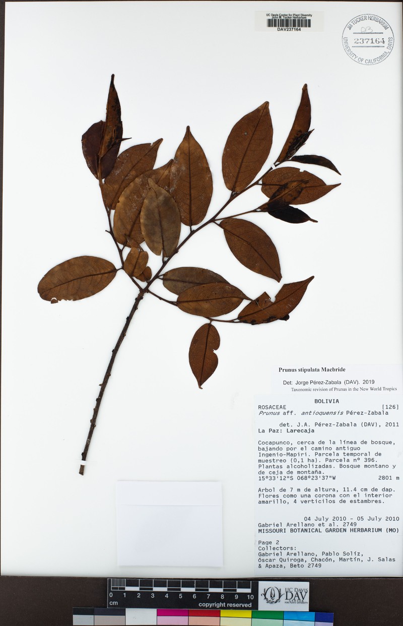 Prunus stipulata photo 6