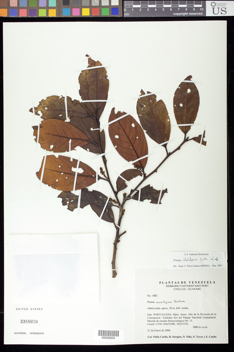 Prunus strobilifera