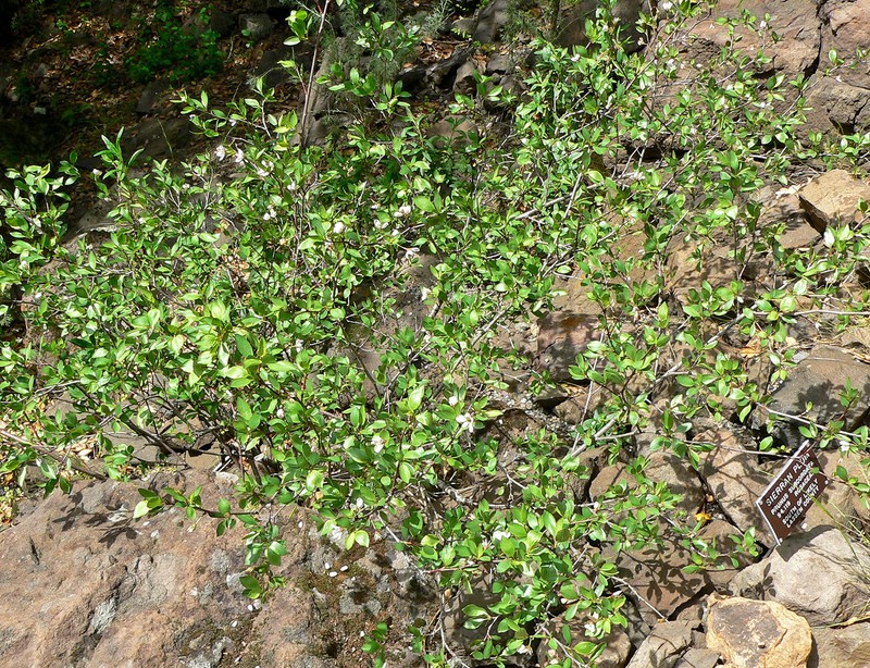 Klamath Plum photo 4