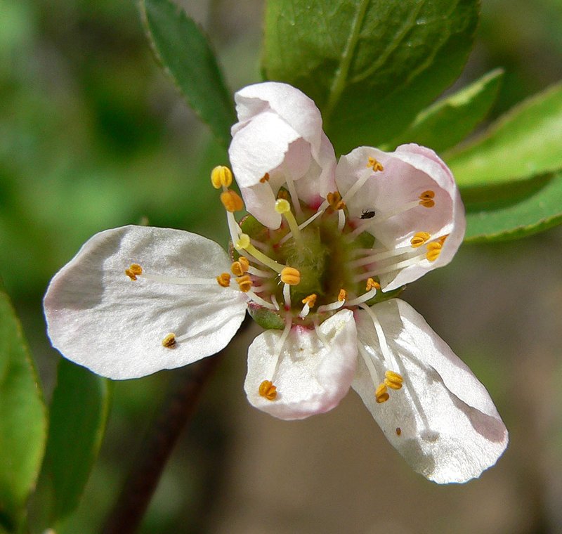 Klamath Plum photo 5