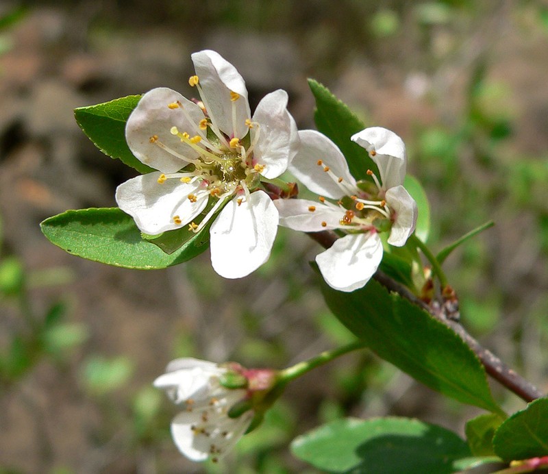 Klamath Plum photo 3