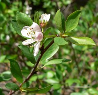 Klamath Plum