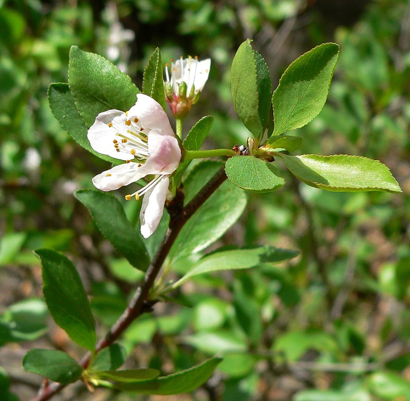 Klamath Plum