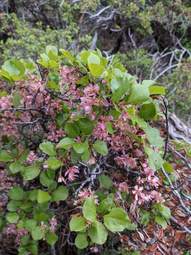 Klamath Plum photo 5