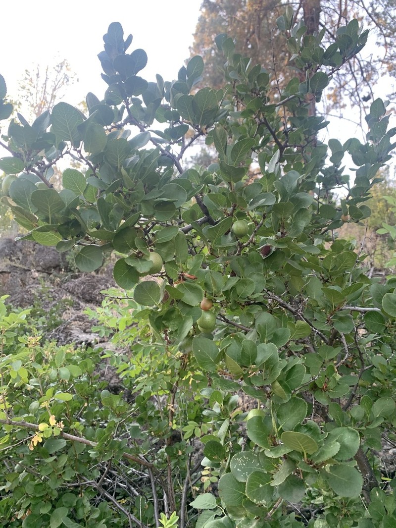 Klamath Plum photo 6