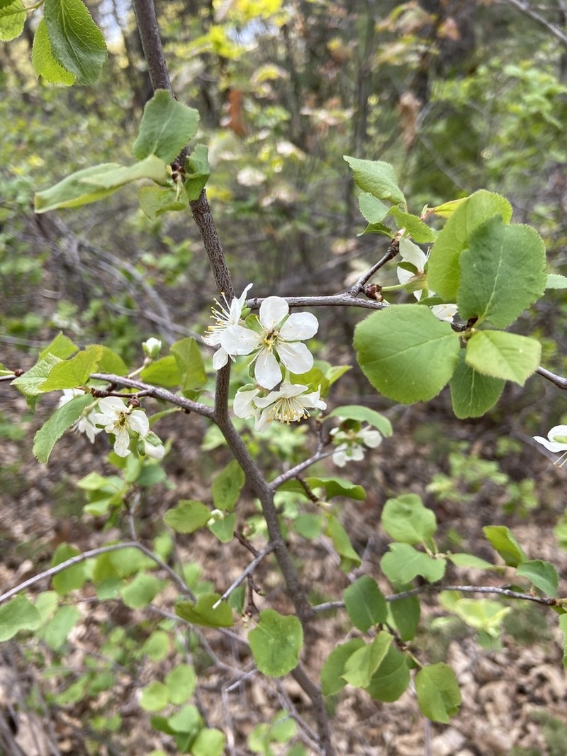 Klamath Plum photo 7