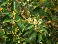 Prunus subcoriacea
