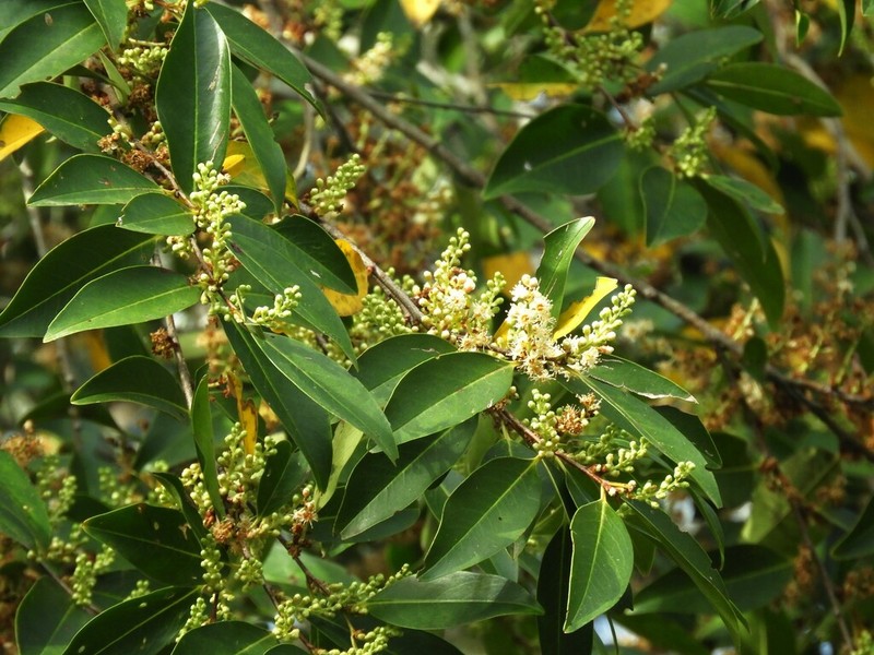 Prunus subcoriacea
