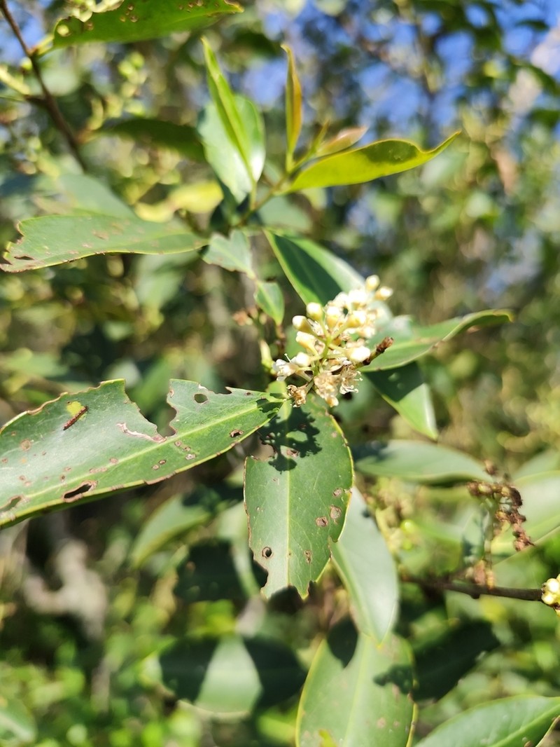 Prunus subcoriacea photo 2