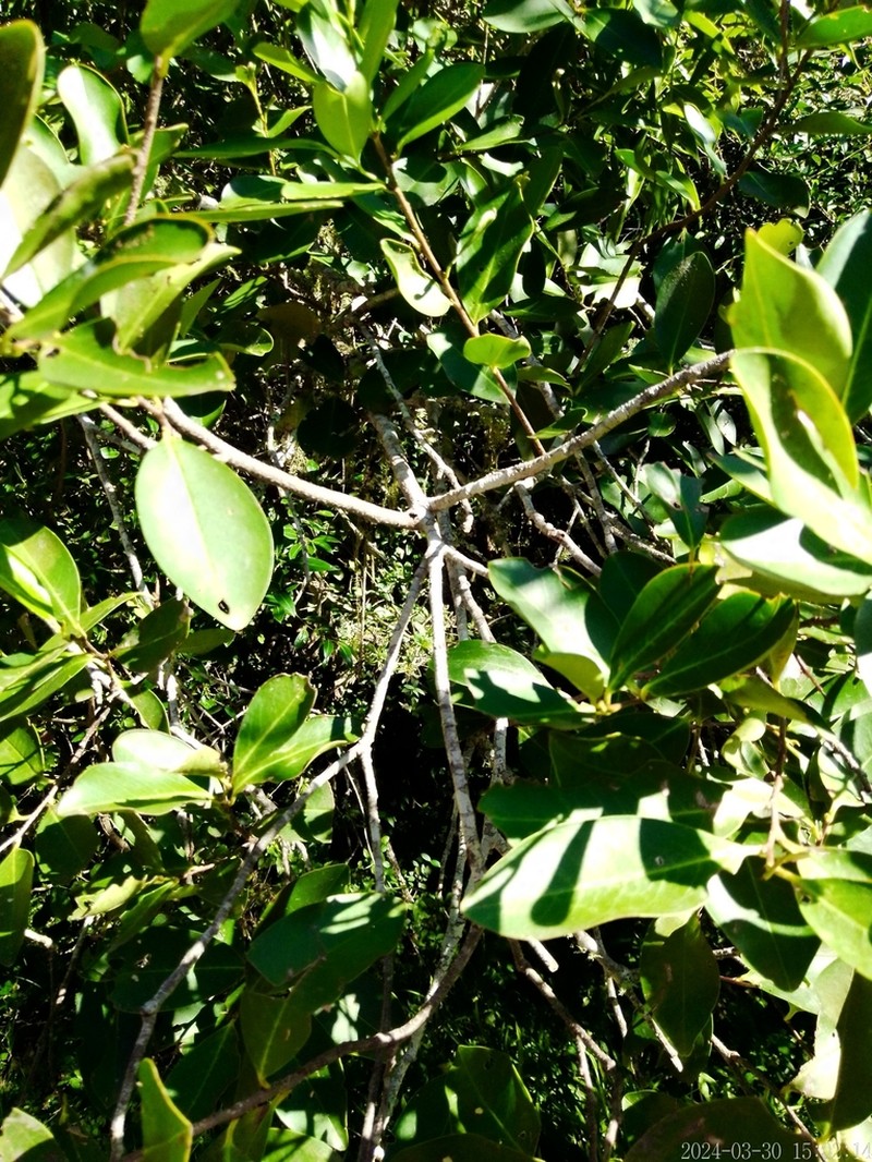 Prunus subcoriacea photo 3