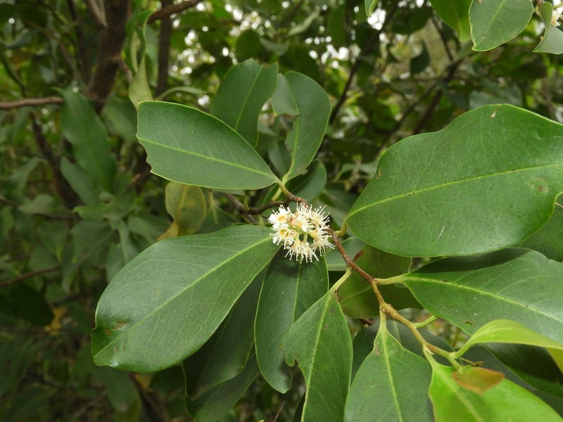 Prunus subcoriacea photo 4