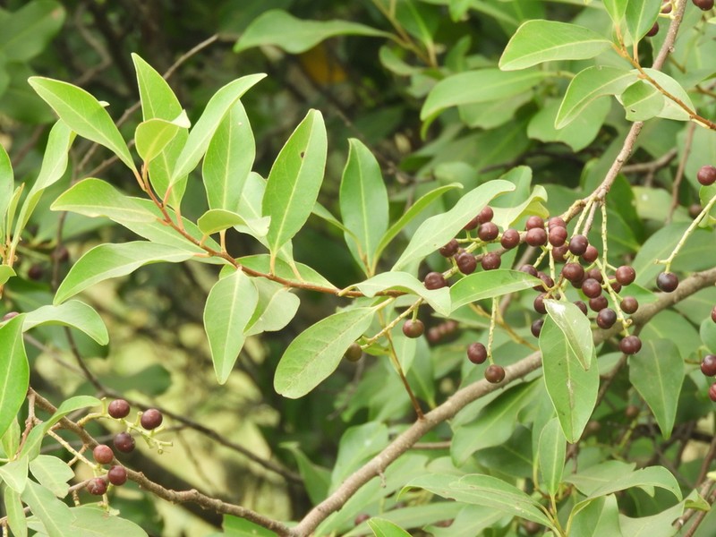 Prunus subcoriacea photo 5