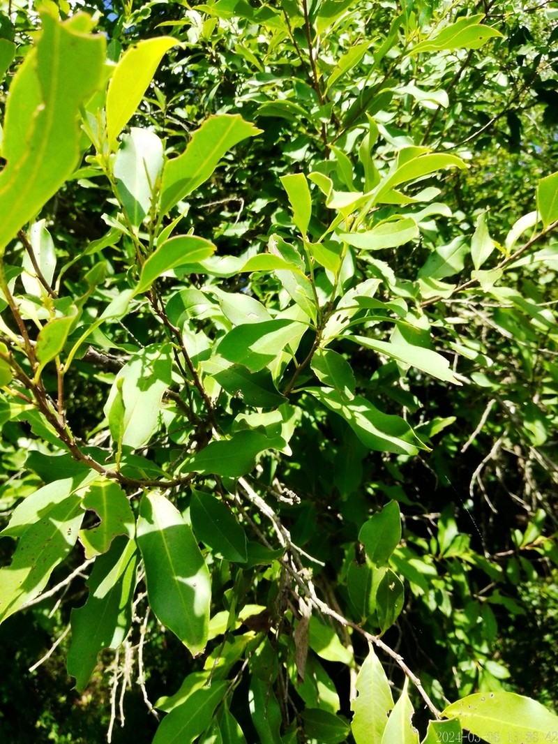 Prunus subcoriacea photo 6