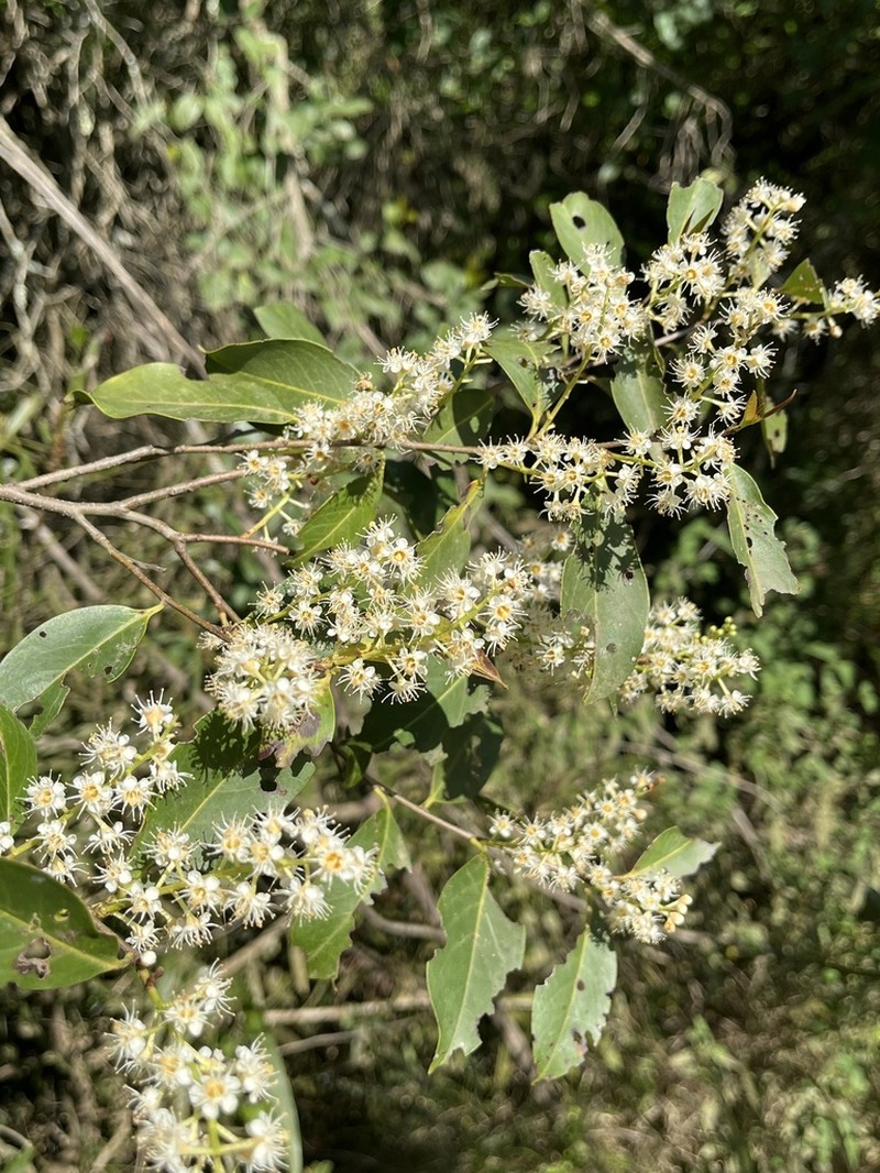 Prunus subcoriacea photo 7